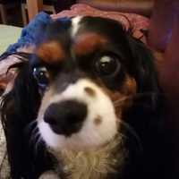 greatbritishdogs.co.uk | Dog story | Great British Dogs