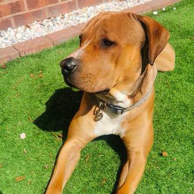 greatbritishdogs.co.uk | Dog story | Great British Dogs