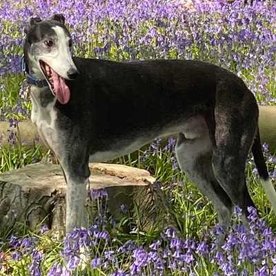 greatbritishdogs.co.uk | Dog story | Great British Dogs