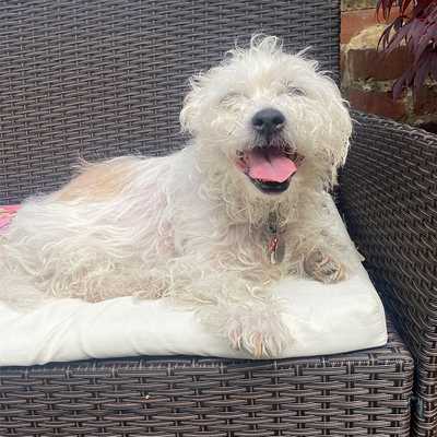 Greatbritishdogs co uk Dog Story Great British Dogs Greatbritishdogs co uk Dog Story Great British Dogs
