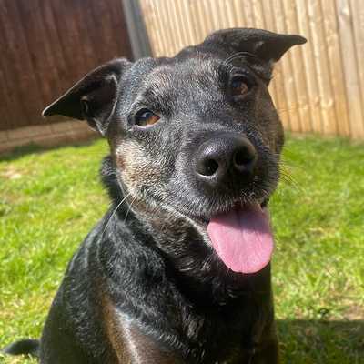 greatbritishdogs.co.uk | Dog story | Great British Dogs